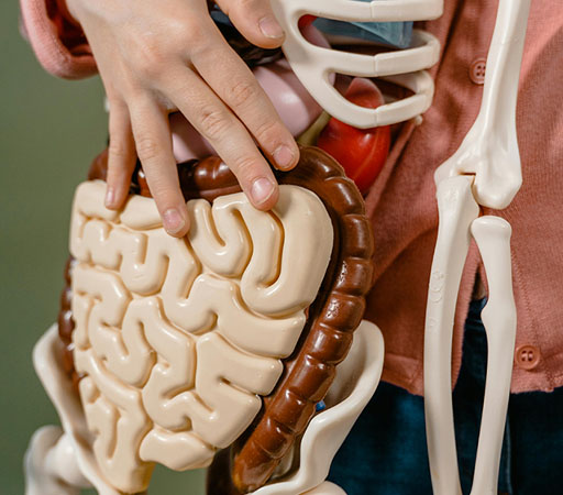 organ stress testing